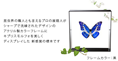 Amazon.co.jp: 蝶の標本 キプリスモルフォ Morpho cypris